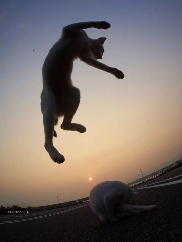 Квадроберы фото в прыжке кошки люди This Japanese Photographer Specializes In Shooting Ninja Cats, And The Result Is