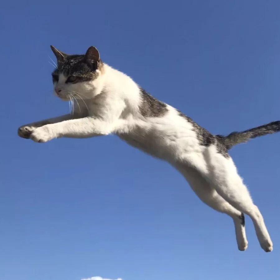 Квадроберы фото в прыжке кошки люди Flying cat Kumamoto - YouTube