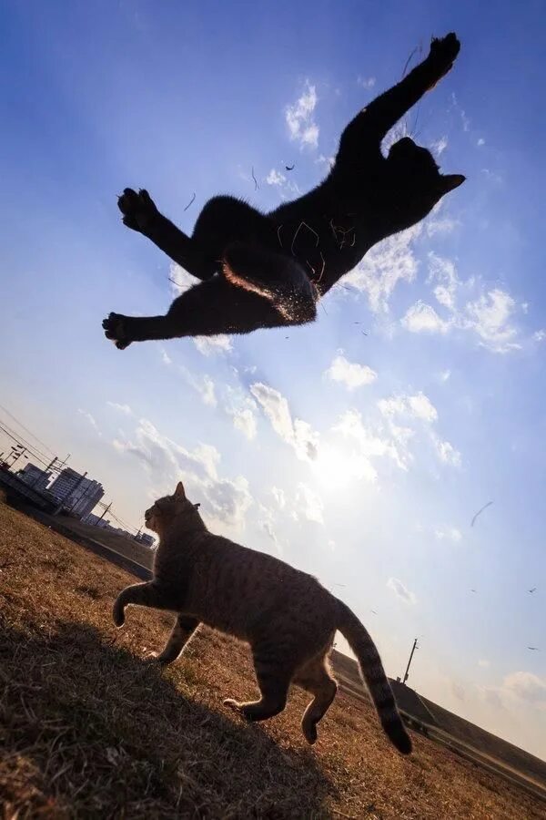 Квадроберы фото в прыжке кошки люди Amazing Flying Cats it COLOSSAL Jumping cat, Cute cats photos, Cats