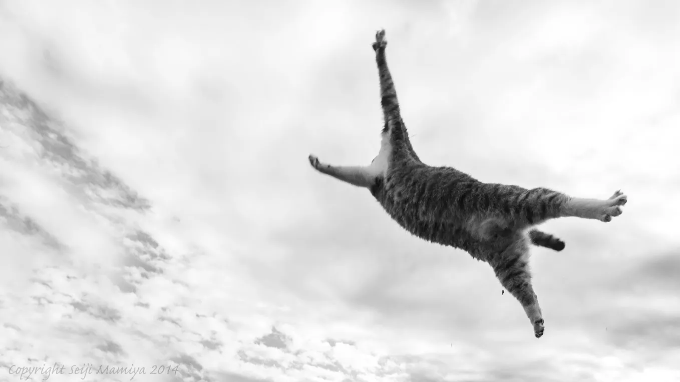Квадроберы фото в прыжке кошки люди Cats by Seiji Mamiya