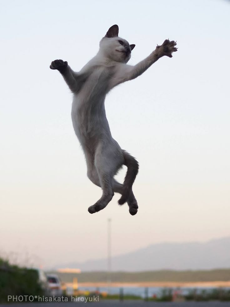 Квадроберы фото в прыжке кошки люди Photos of Cats Doing Martial Arts (с изображениями) Кошачьи фотографии, Голубые 