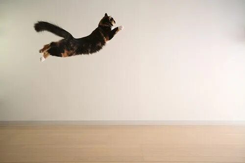Квадроберы фото в прыжке кошки люди Pin by Careers for Your Cat on action cats!! Cats, Cats, kittens, Cute animals