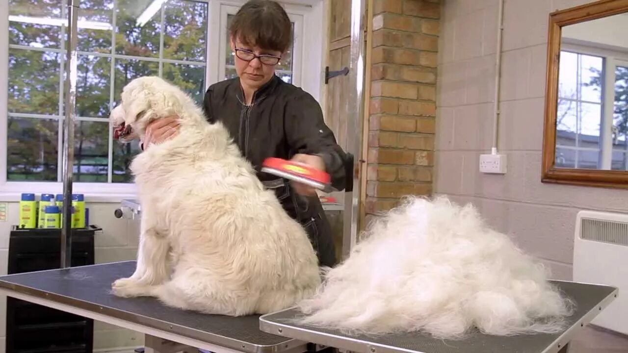 Квадроберы линяют фото FURminator deShedding Tools for Dogs - YouTube