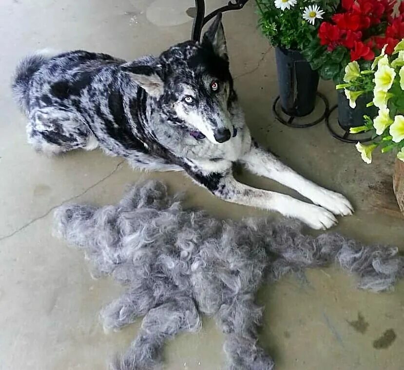 Квадроберы линяют фото Super Shedders: 25 Shedding Dogs With The Fluff They Left Behind