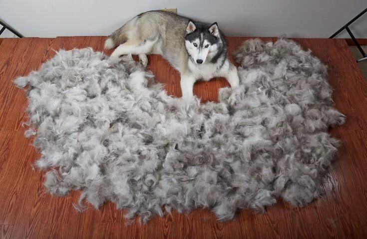 Квадроберы линяют фото Ever wonder how much a Siberian Husky sheds during the Spring? #siberianhusky Si