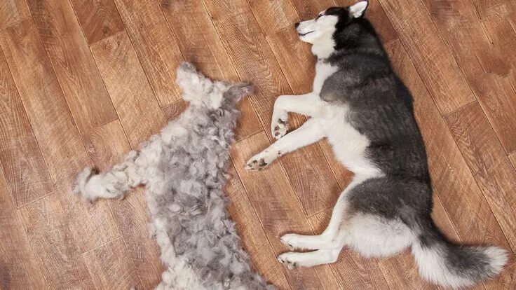 Квадроберы линяют фото If you've ever owned a dog, odds are that you are familiar with the tumbleweed f