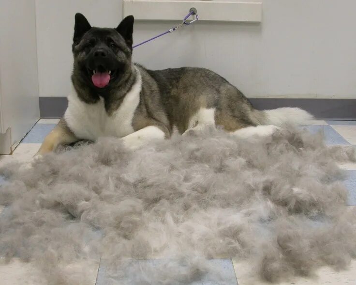 Квадроберы линяют фото Akitas 'blow their coats' twice a year Akita dog, Japanese akita, Akita