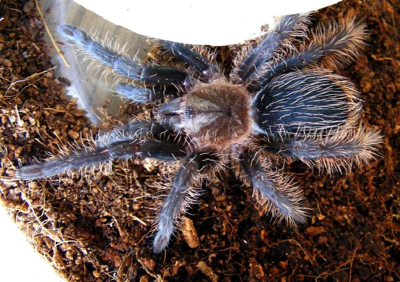 Квадроберы линяют фото Egzotika.Info - Foto albumai: Brachypelma albopilosum