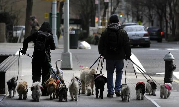 Квадроберы на поводке фото DNA-testing dog poo: Spanish city on the scent of owners who don't pick up Dogs,