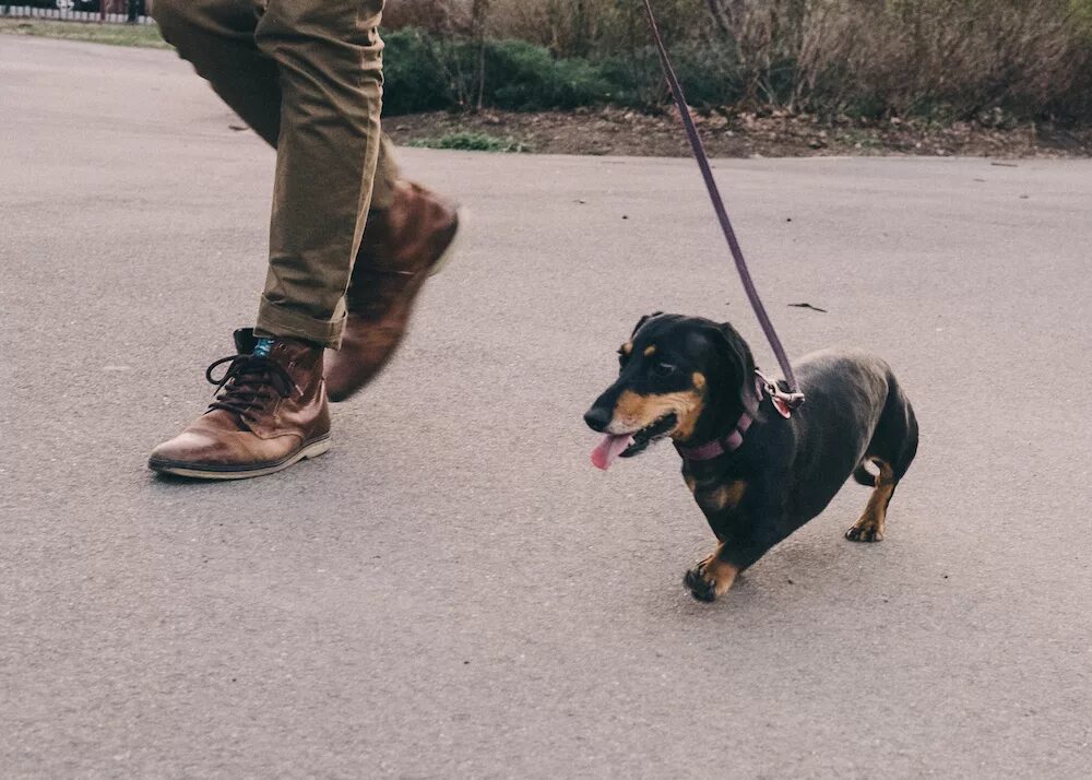 Квадроберы на поводке фото Vivian the Giant Daschund Moves to Brooklyn by Mitch Boyer