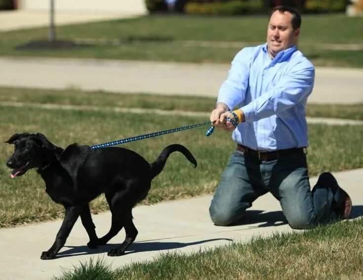 Квадроберы на поводке фото How to Leash Train Your Dog - Leash training is an important process for every d