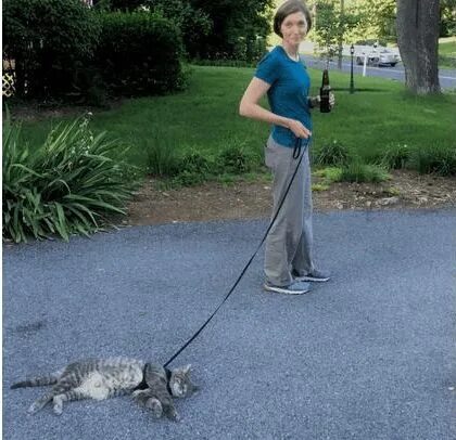 Квадроберы на поводке фото 19 Angry Cats Who Just Can't Deal With Their Leashes Anymore Funny animals, Funn