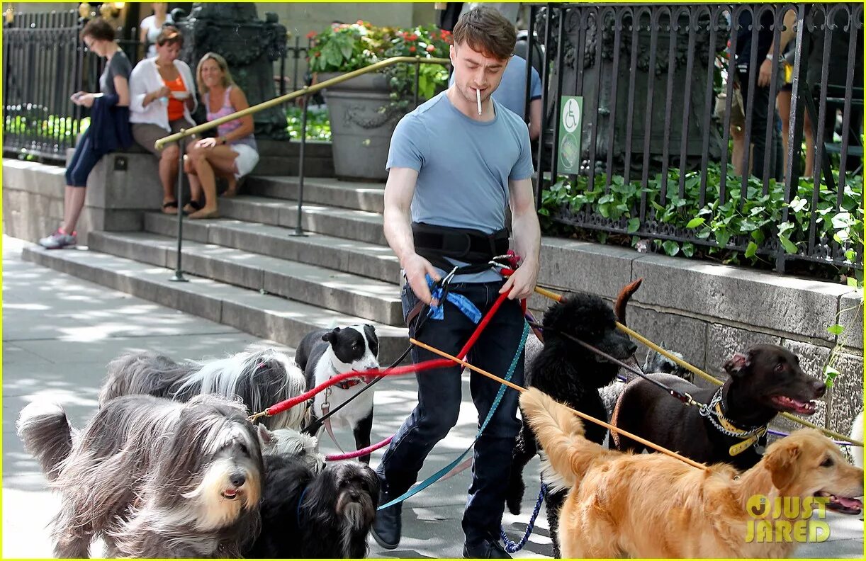 Квадроберы на поводке фото Daniel Radcliffe Handles Multiple Dogs on NYC 'Trainwreck' Set!: Photo 3147577 D