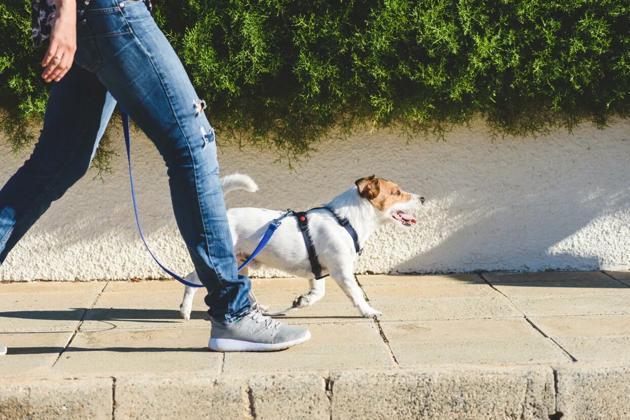 Квадроберы на поводке фото Why skipping your dog’s walk is a bigger deal than you think