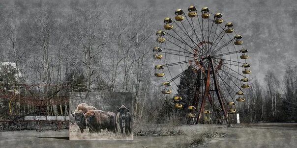 Квадроберы в чернобыле фото В Припяти покажут арт-проект "Ковчег. Чернобыль" В рамках мероприятий, посвященн