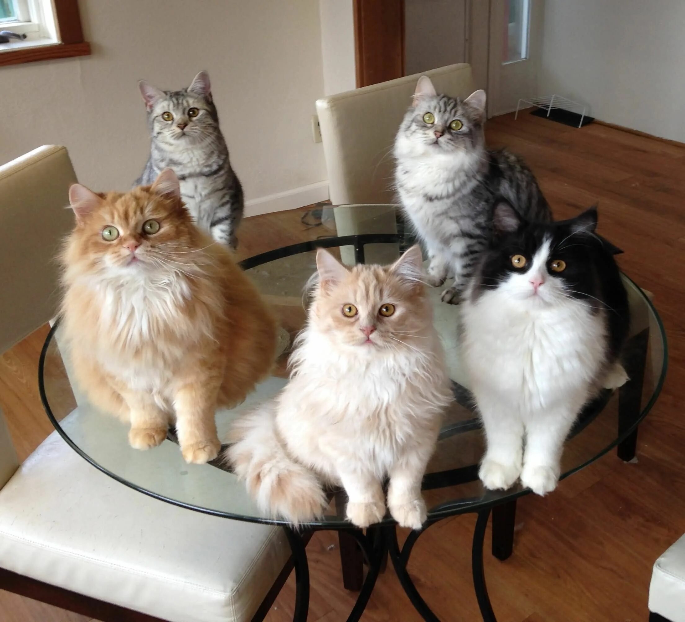 Квадробика фото кошки Today at a meeting on rodent healthcare Cat shedding, Pet care dogs, Cats