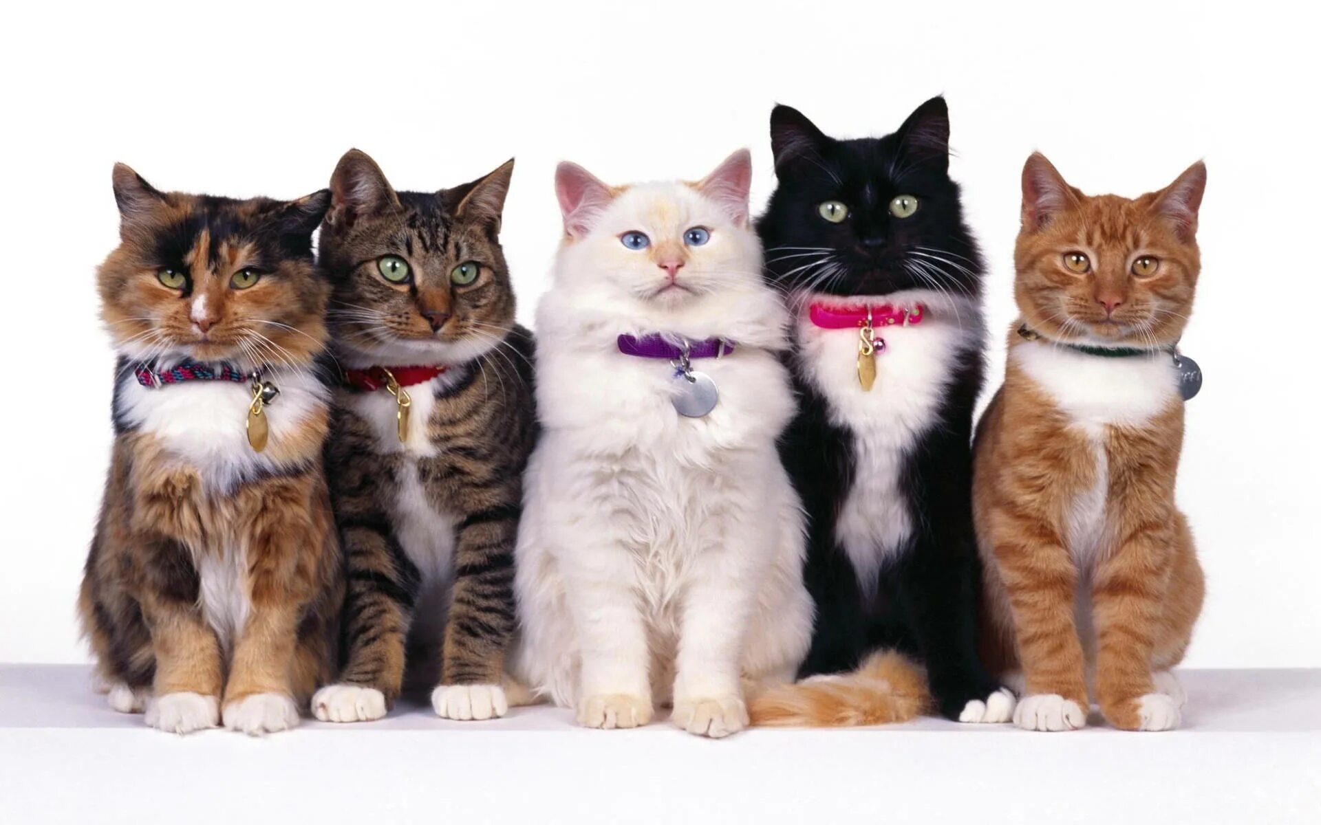 Квадробика фото кошки Download Cute Kitty Family Photo Wallpaper Wallpapers.com