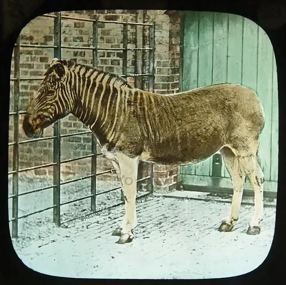 Квагга вымершее животное фото Quagga (equus quagga quagga). The extinct relative of the zebra, Taken in London