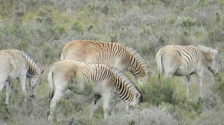 Квагга вымершее животное фото A closer genetic look at the quagga, an extinct zebra - Horsetalk.co.nz in 2023 