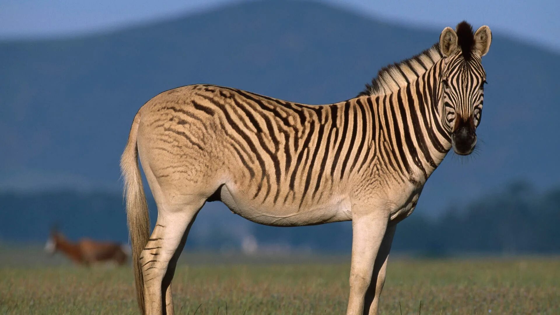 Квагга вымершее животное фото Steppenzebra: Streif-Zug in die Vergangenheit - Spektrum der Wissenschaft