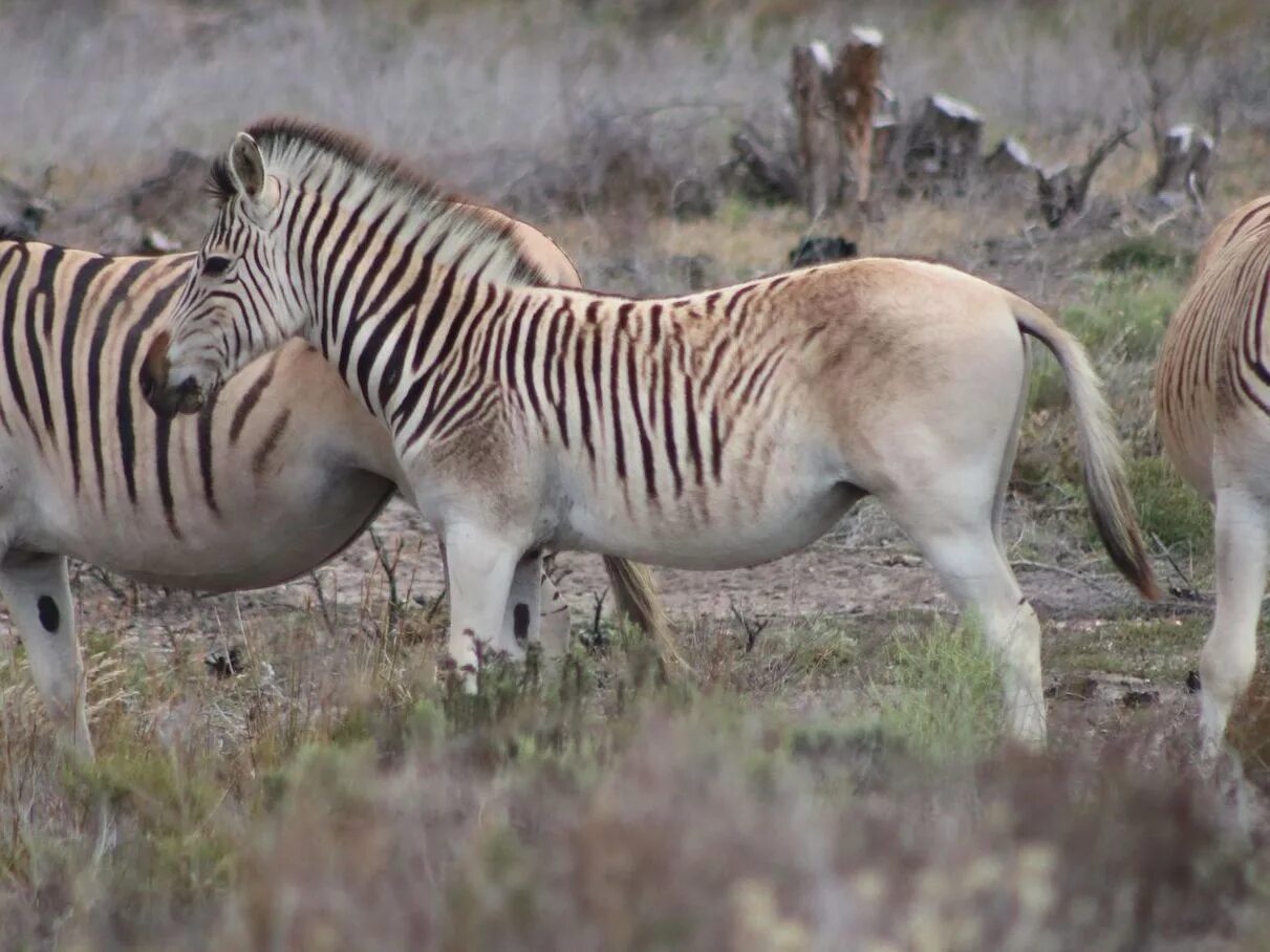 Квагга вымершее животное фото South Africa in 2023 Big animals, Animals wild, Animal conservation