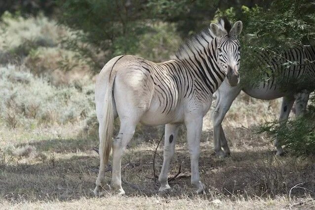 Квагга вымершее животное фото quagga 2015 - Cerca con Google Zebra, Sudafrica