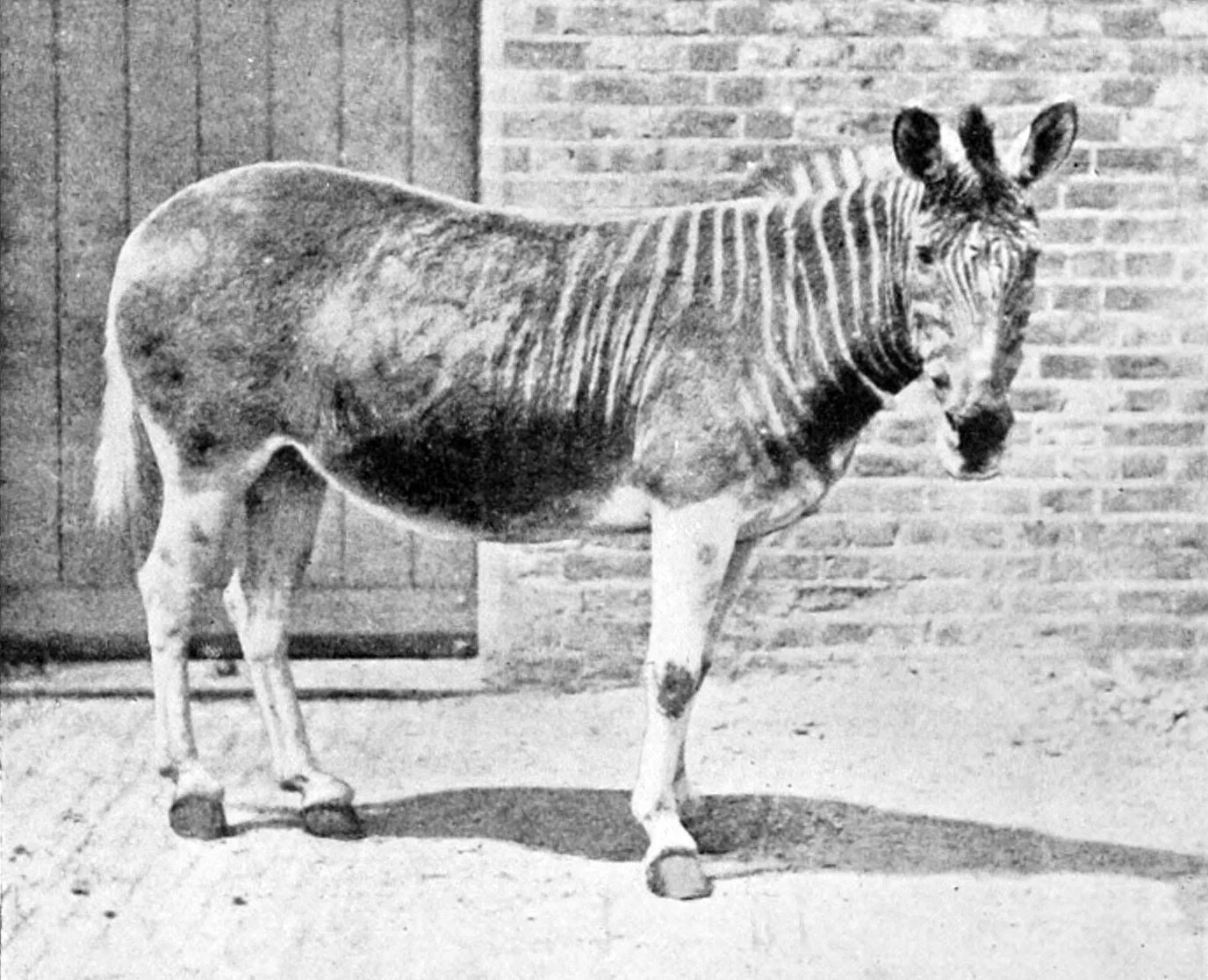 Квагга вымершее животное фото Файл:Quagga in enclosure.jpg - Википедия