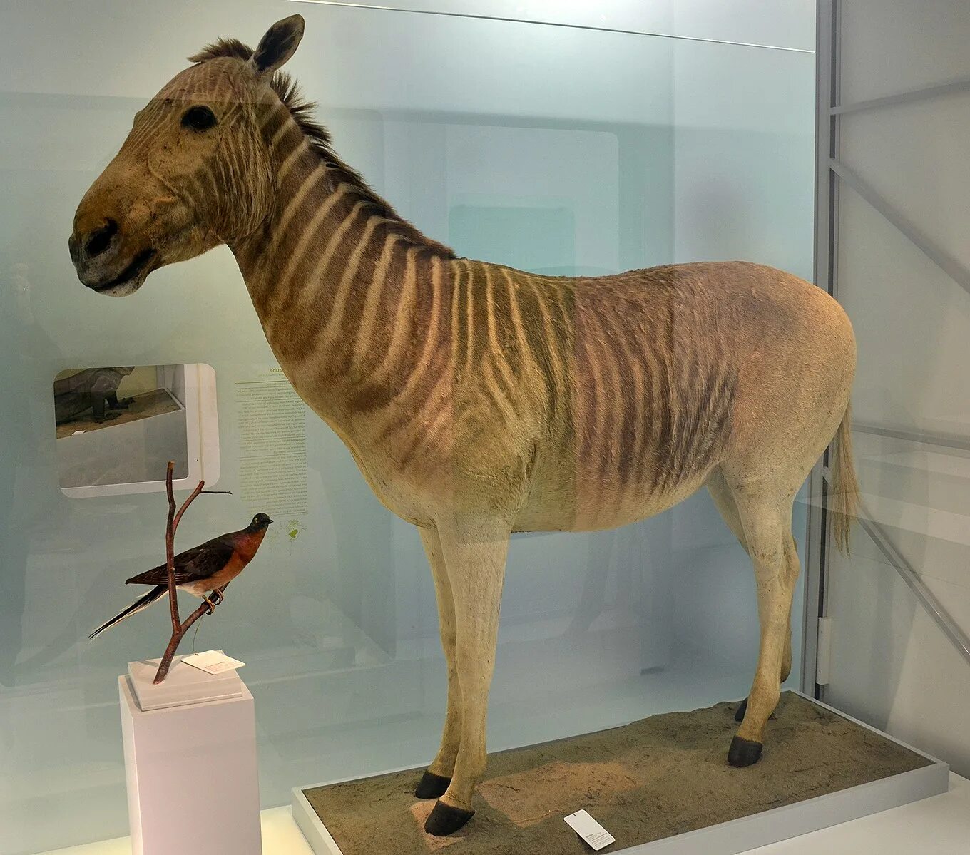 Квагга животное фото File:Quagga Naturhistorisches Museum Basel 27102013 3.jpg - Wikipedia