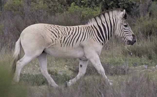 Квагга животное фото Quagga rebreeding: a success story in 2024 Unusual animals, Zebras, Zorse