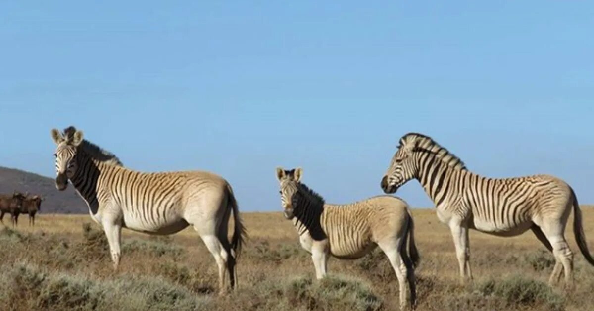 Квагга животное фото SA's Resurrected Quagga Now In Its Third Generation HuffPost UK News