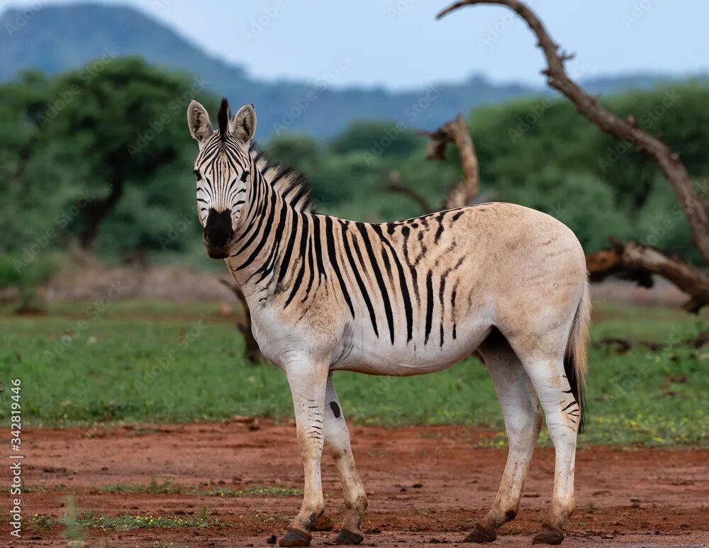 Квагга животное фото One quagga in Mokala National Park, South Africa. It is a variant of the plains 