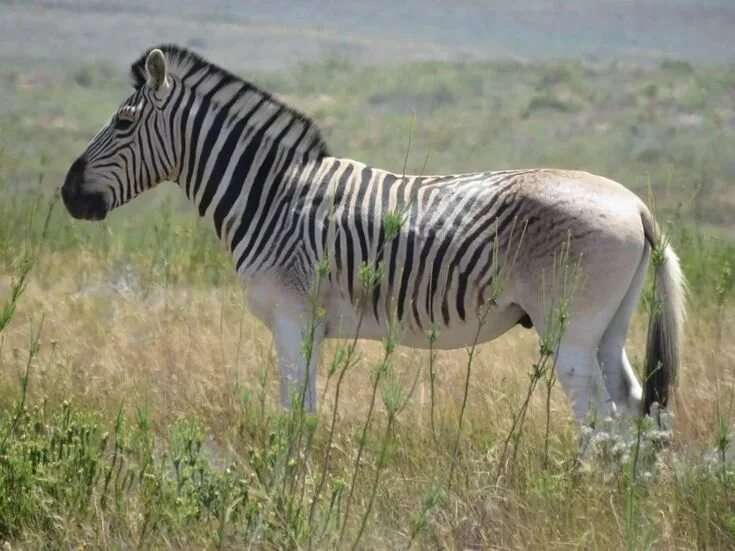 Квагга животное фото Animals back from extinction... The quagga is a type of zebra (with stripes only