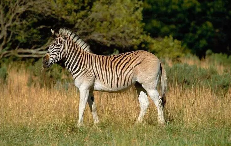 Квагга животное фото квагга: 11 тыс изображений найдено в Яндекс.Картинках Zebra, Plains zebra, Zoo a