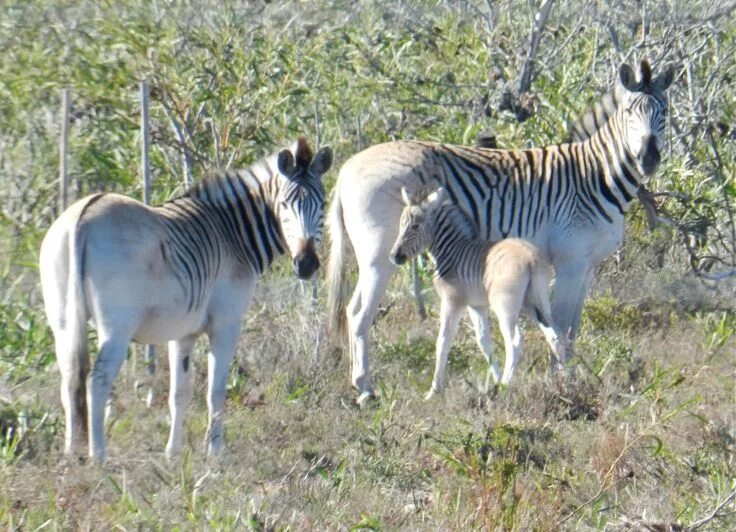 Квагга животное фото "What’s a quagga, you ask? It looks like a a unfinished zebra." - photo form 600