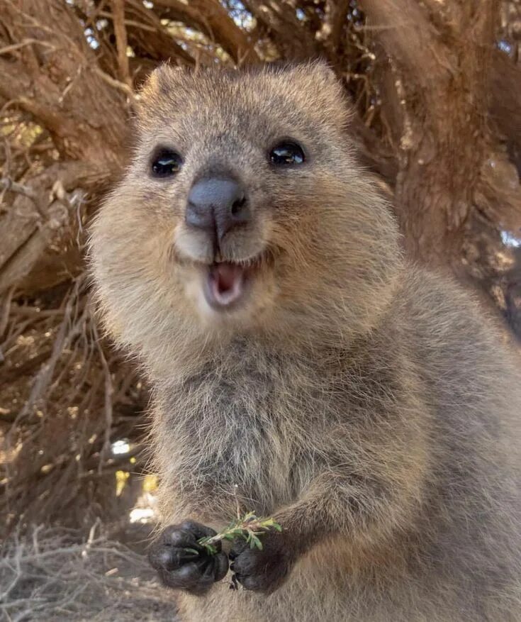 Квака животное фото Pin on Quokka