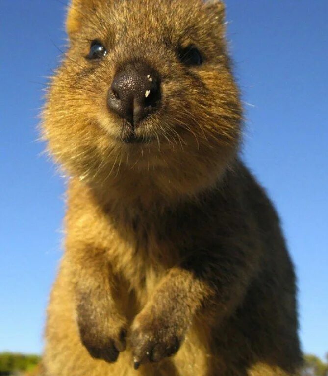 Квака животное фото Le Quokka : L'animal que tu ne connais pas encore mais que tu vas adorer Cute an