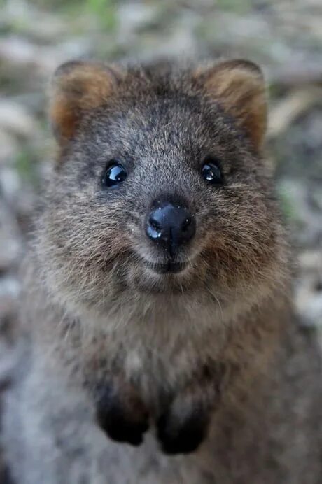 Квака животное фото Pin by Brooke Rider on AWESOME Cute animals, Cute creatures, Quokka animal