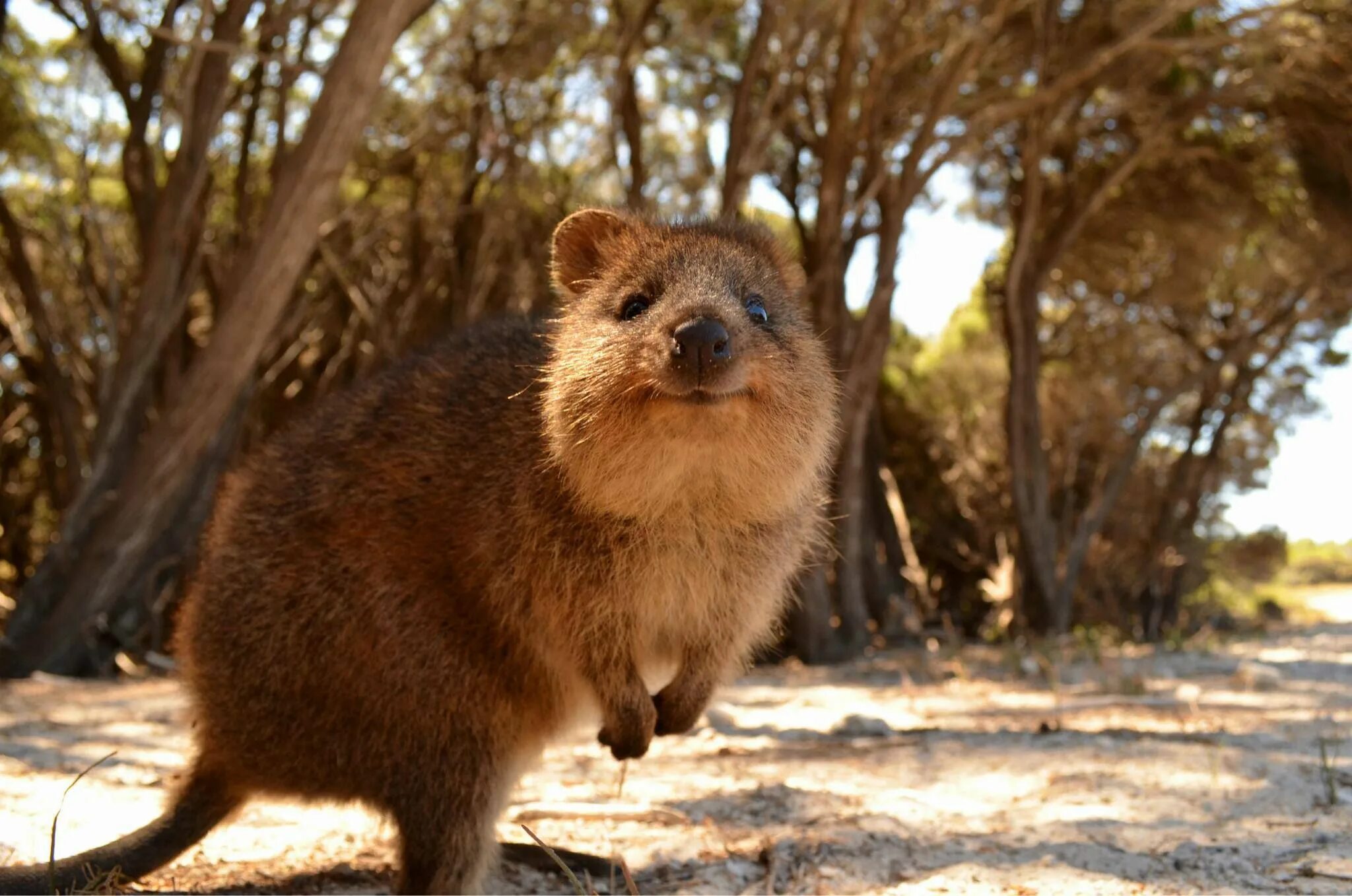 Квака животное фото Meet the Quokka, Australia's cutest macropod! ク ア ッ カ ワ ラ ビ-, 動 物, ク オ ッ カ ワ ラ ビ