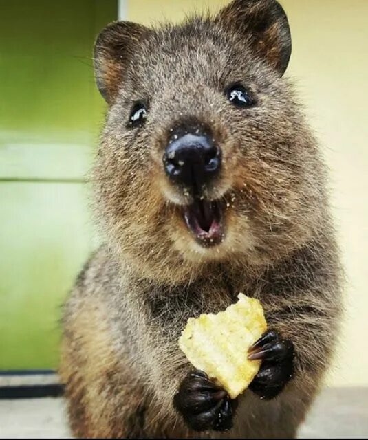 Квака животное фото Learn to be Happy and Achieve Greater Success! #happiness #quokka Quokka animal,