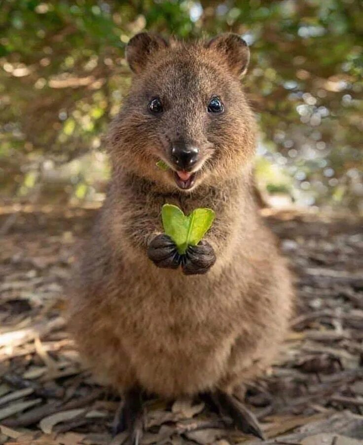 Квака животное фото Pin by Sammy Thảo on Animals Cute animals, Quokka animal, Quokka