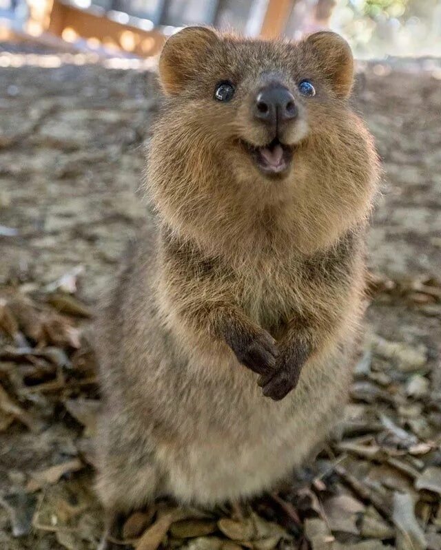 Квака животное фото Here's Your Weekly Dose Of Cute! (#42) Happy animals, Cute funny animals, Quokka