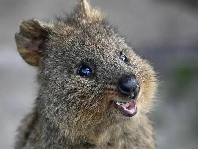 Квака животное фото Image result for quokka Квокка, Смешные животные, Дикие животные