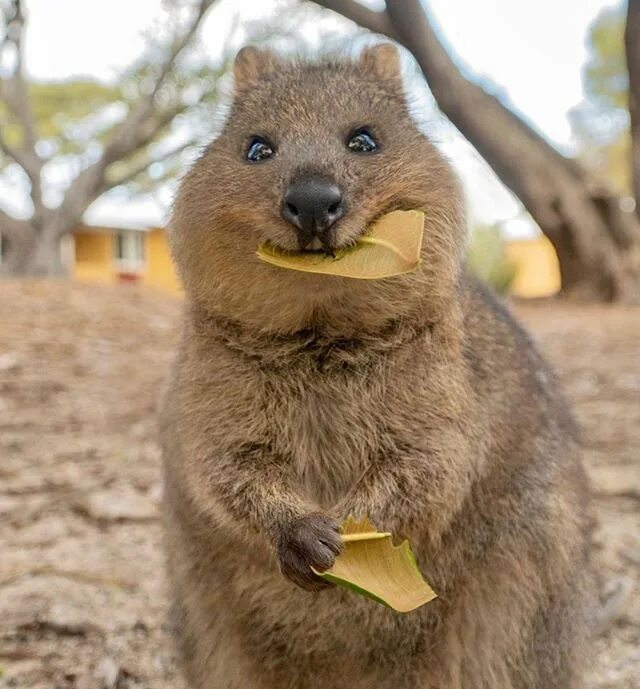 Квака животное фото Pet Day Social (@petdaysocial) * Ảnh và video trên Instagram Quokka, Cute animal