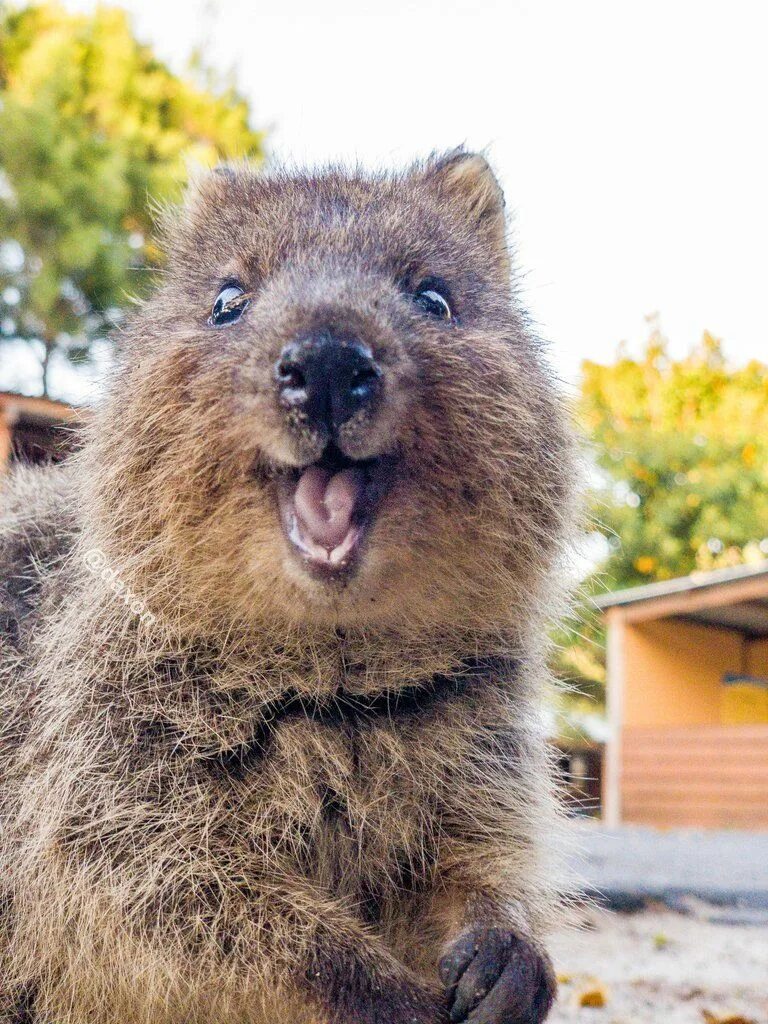 Квака животное фото Pin by Dar G on Animals - QUOKKAS Cute animals, Happy animals, Funny animals