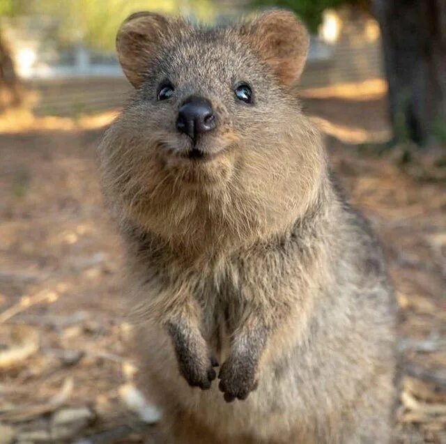 Квака животное фото Here's Your Weekly Dose Of Cute! (#33) Quokka animal, Cute animals, Cute animal 