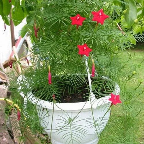 Квамоклит посадка и уход фото Seeds flowers Quamoclit pennata Cypress Liana red. pinnate from Ukraine eBay