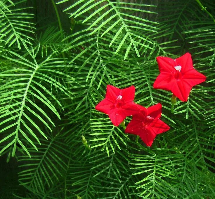 Квамоклит посадка и уход фото Fern Leaf Cypress Vine Cypress vine, Hummingbird plants, Rare flowers