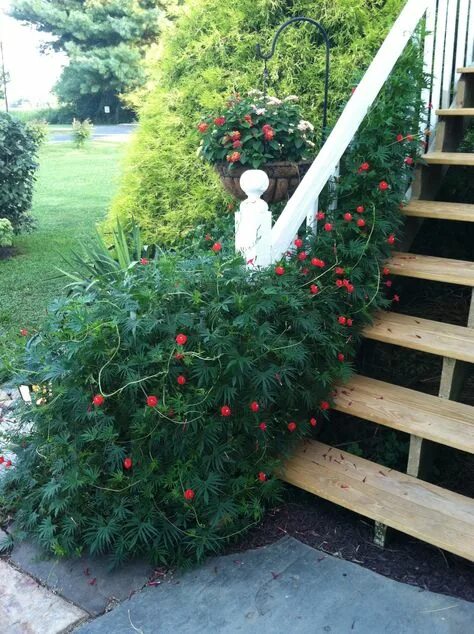 Квамоклит посадка и уход фото Beautiful Cypress Vine Ideas for Your Garden