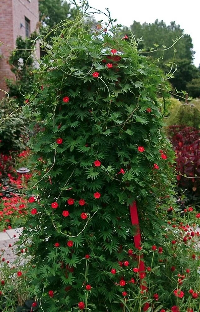 Квамоклит посадка и уход фото Ipomoea quamoclit (Cypress-vine morning-glory): Go Botany Beautiful flowers gard