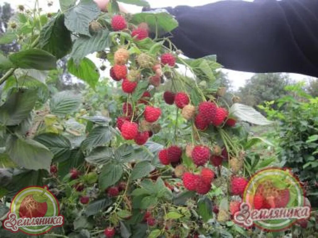 Кванза малина фото Перейти на страницу с картинкой